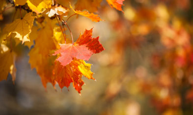 Get Ready for Fall Tune Ups